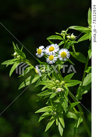 ヒメジョオン（姫女苑） 78132634