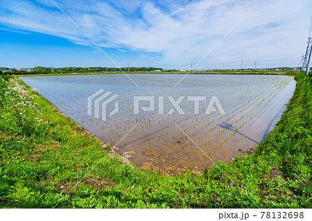 田園風景　米作り　稲作　田舎　【 初夏の田植えが終わった水田 】 78132698