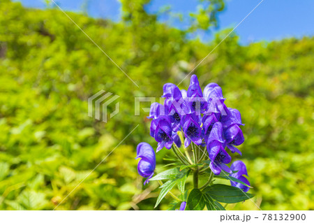 剱岳付近のトリカブト 78132900