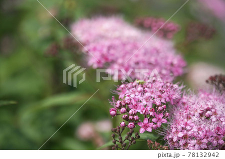 春に咲いた可愛いピンクのシモツケの花 78132942