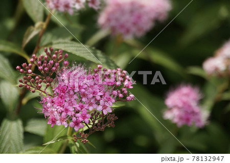 春に咲いた可愛いピンクのシモツケの花 78132947