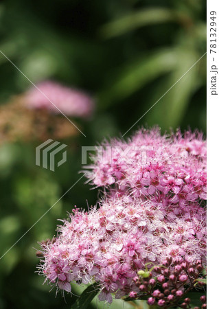 春に咲いた可愛いピンクのシモツケの花 78132949