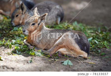 Patagonian Mara Dolichotis patagonum resting on ground in zoo, another animal blurred background, some green leaves food near Patagonian Mara Dolichotis patagonum resting on ground in zoo, another animal blurred background, some green leaves food near 78133037