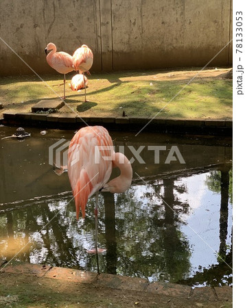 フラミンゴの初夏の涼み 78133053