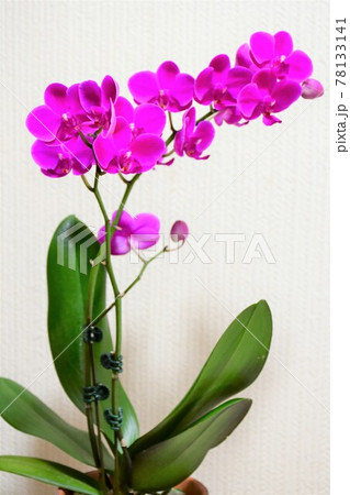 胡蝶蘭 コチョウラン ミディ胡蝶蘭 胡蝶蘭 コチョウラン ミディ胡蝶蘭 78133141