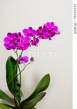 胡蝶蘭 コチョウラン ミディ胡蝶蘭 胡蝶蘭 コチョウラン ミディ胡蝶蘭 78133142