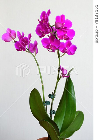 胡蝶蘭 コチョウラン ミディ胡蝶蘭 胡蝶蘭 コチョウラン ミディ胡蝶蘭 78133161