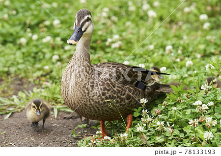 カルガモの親子 78133193