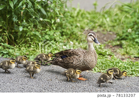 カルガモの親子 78133207