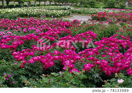 五泉市しゃくやく園 五泉市しゃくやく園 78133989