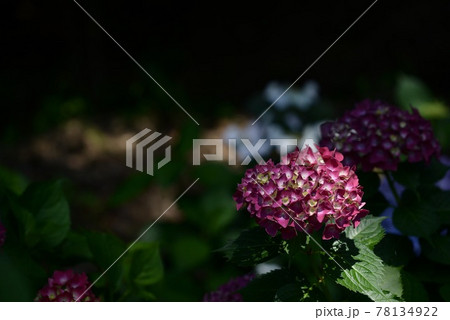 暗闇に浮かび上がる赤い紫陽花の写真素材