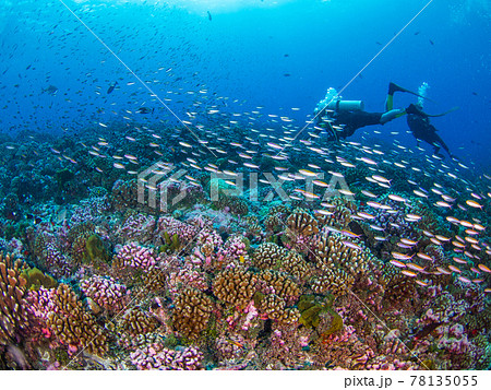 珊瑚礁に群れるミナミハナダイ (ランギロア環礁、ツアモツ諸島、仏領ポリネシア) 78135055