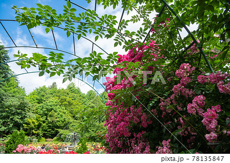 千葉県市川市里見公園　バラのある風景 78135847