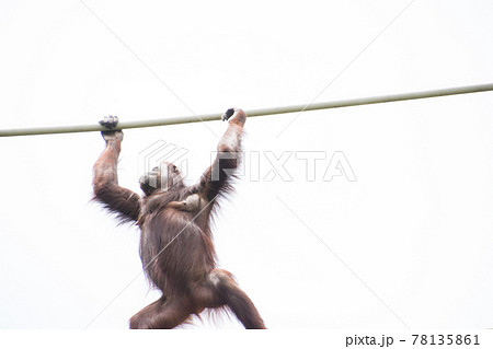 綱渡りするオランウータン 綱渡りするオランウータン 78135861