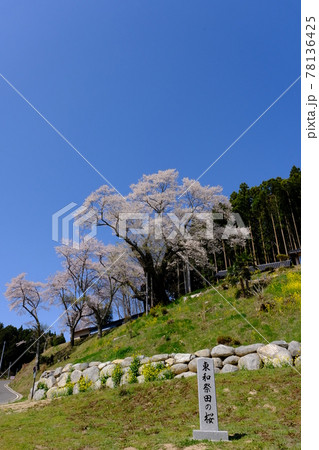 福島県　東和祭田の桜　樹齢800年	 78136425