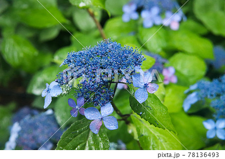 あじさい 紫陽花 アジサイ 梅雨 雨 ブルー グリーン 花びら 鮮やか 美しい 幻想的 さわやか かの写真素材