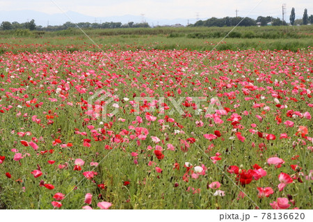 こうのす花まつり ポピーまつり こうのす花まつり ポピーまつり 78136620