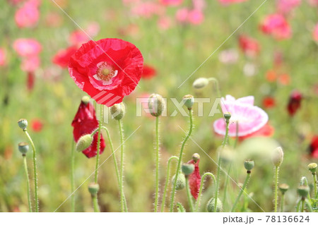 こうのす花まつり ポピーまつり こうのす花まつり ポピーまつり 78136624