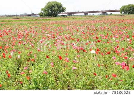 こうのす花まつり ポピーまつり こうのす花まつり ポピーまつり 78136628