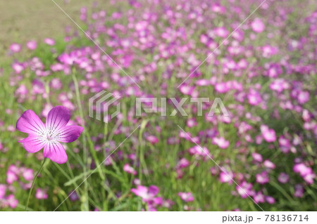 こうのす花まつり ポピーまつり ムギセンノウ こうのす花まつり ポピーまつり ムギセンノウ 78136714