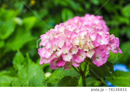 アジサイ 紫陽花 あじさい ピンク 紫 グリーン 葉っぱ 美しい 綺麗 幻想的 かわいい 落ち着いた アジサイ 紫陽花 あじさい ピンク 紫 グリーン 葉っぱ 美しい 綺麗 幻想的 かわいい 落ち着いた 78136833