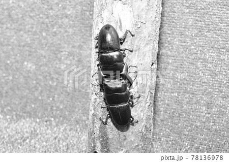 昆虫バトル クワガタ対決 昆虫バトル クワガタ対決 78136978