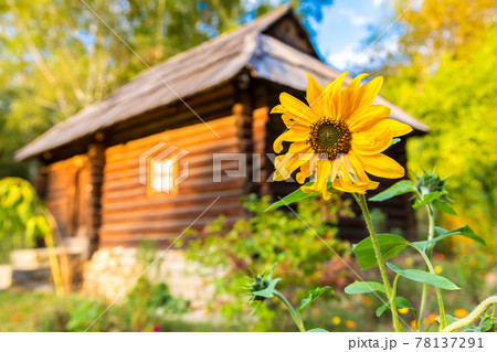 Museum Pirogovo 78137291