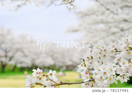 宮川緑地公園の桜・高山市 宮川緑地公園の桜・高山市 78137491