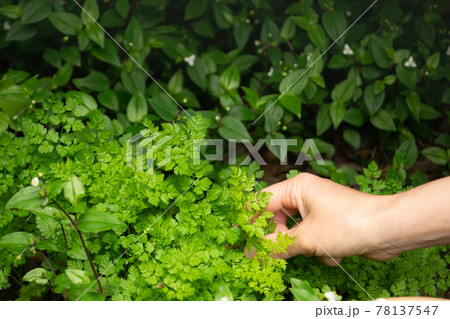 青々と生い茂った優雅な香りを放つ繊細なチャービルの葉を摘む手 78137547