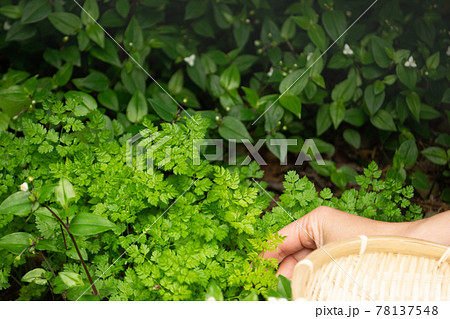 青々と生い茂った優雅な香りを放つ繊細なチャービルの葉を摘む手 78137548
