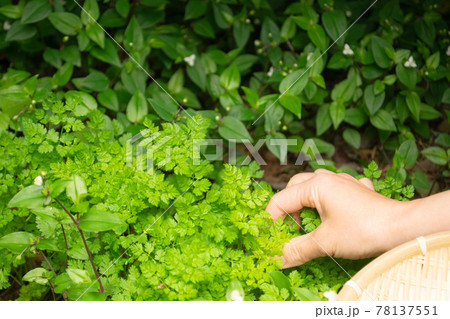 青々と生い茂った優雅な香りを放つ繊細なチャービルの葉を摘む手 青々と生い茂った優雅な香りを放つ繊細なチャービルの葉を摘む手 78137551