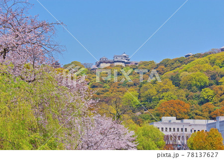 【愛媛県松山市】 松山城と桜 【愛媛県松山市】 松山城と桜 78137627