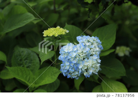 我が家の花　あじさい、 78137956