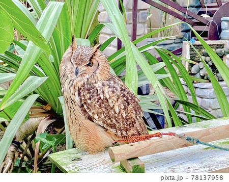 カメラ目線のフクロウ 78137958