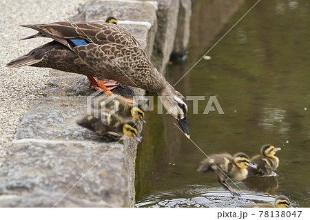 カルガモの親子 カルガモの親子 78138047