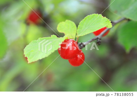 赤いユスラウメの実 赤いユスラウメの実 78138055