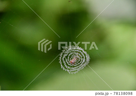 ウズグモ科の蜘蛛の渦巻状の巣（埼玉県/5月） 78138098