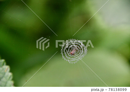 ウズグモ科の蜘蛛の渦巻状の巣（埼玉県/5月） 78138099