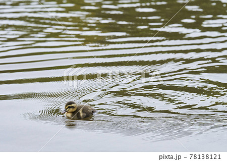 カルガモのヒナ カルガモのヒナ 78138121