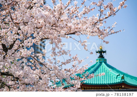 東京都台東区 上野公園の桜と不忍池辯天堂 東京都台東区 上野公園の桜と不忍池辯天堂 78138197