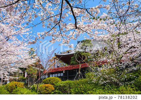 東京都台東区 上野公園、桜と清水観音堂 78138202