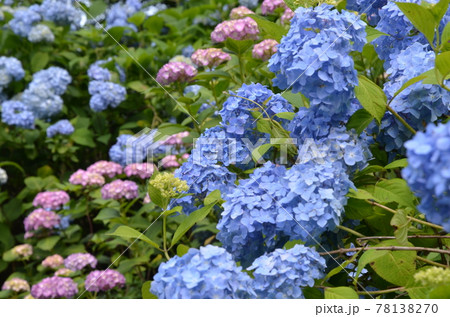 ≪栃木県≫黒羽城址公園の満開のアジサイ ≪栃木県≫黒羽城址公園の満開のアジサイ 78138270