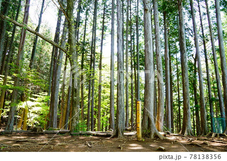 奥多摩 サス沢山 山頂 奥多摩 サス沢山 山頂 78138356