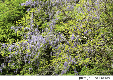 ヤマフジ　岡山県高梁市 78138489