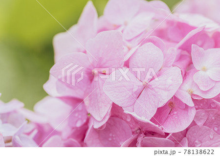 夏 ピンク色のアジサイの花 梅雨の写真素材 夏 ピンク色のアジサイの花 梅雨の写真素材