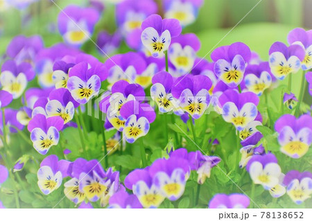 小さい花ビオラ 78138652