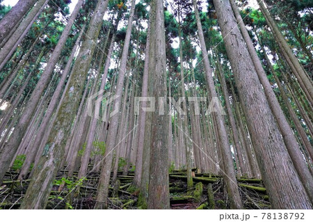 山上ヶ岳登山道の樹林帯 山上ヶ岳登山道の樹林帯 78138792