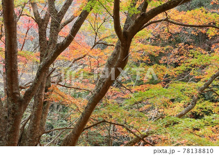 モミジの紅葉 緑、黄、赤の混ざり具合が素敵 伊豆 雄飛滝付近 モミジの紅葉 緑、黄、赤の混ざり具合が素敵 伊豆 雄飛滝付近 78138810