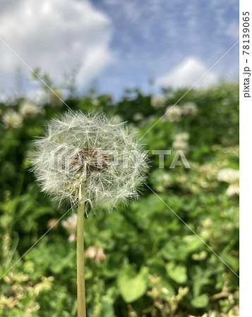 春の公園　野原のタンポポ綿毛　春らしさ　晴天 78139065