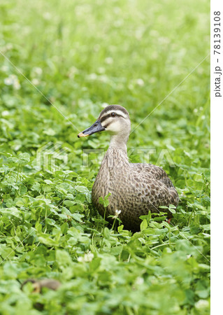 カルガモ 78139108